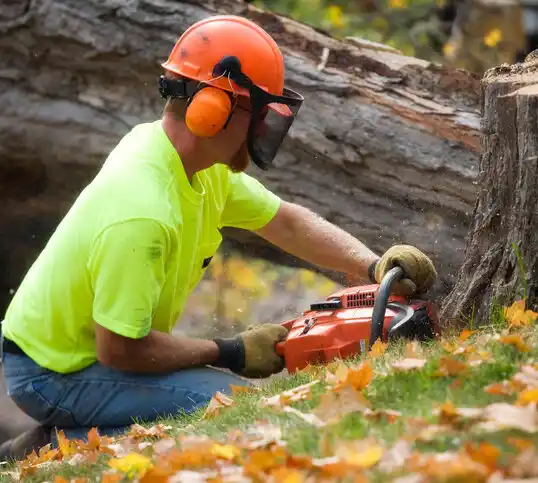 tree services Helmetta